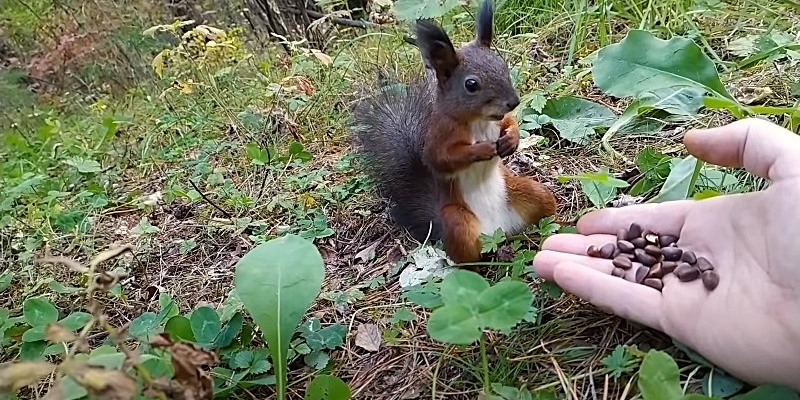 Un randonneur donne des noisettes à un écureuil et... il se fige pendant plusieurs minutes