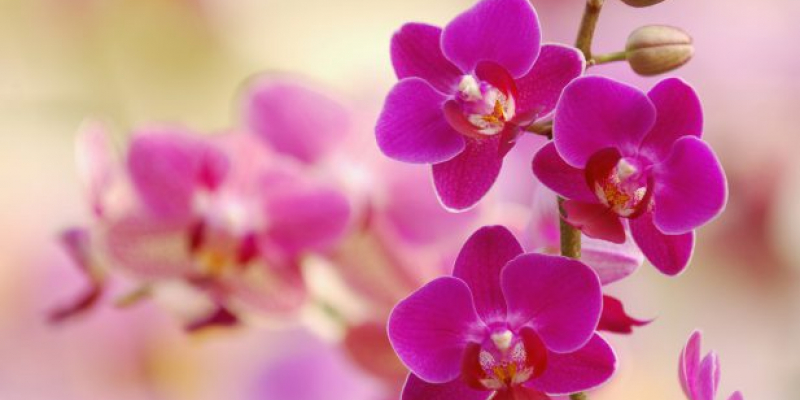 Comment faire refleurir une orchidée ?