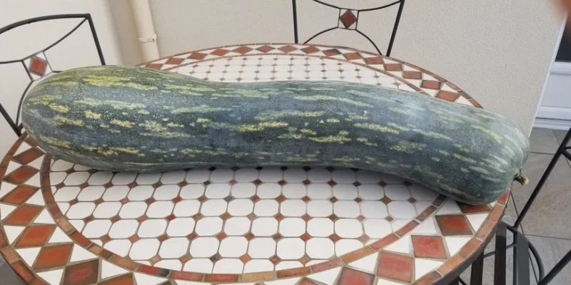 En Anjou, la pantagruélique découverte dans un jardin : une courgette d'un mètre de long et de 20 kilos