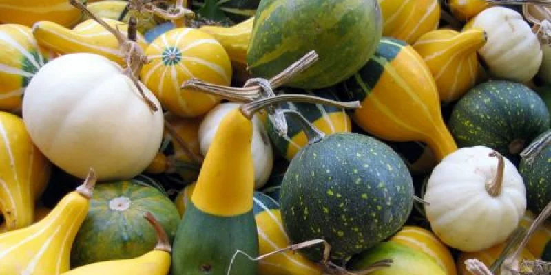 Coloquinte, Citrullus colocynthis