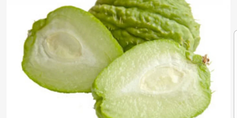 Chayote : plantation et culture