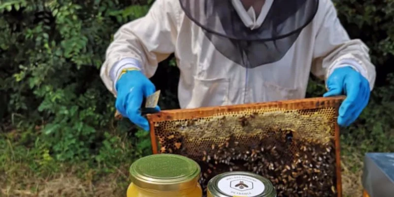Retour des pesticides tueurs d'abeilles : désolation chez Famille Mary à Cholet