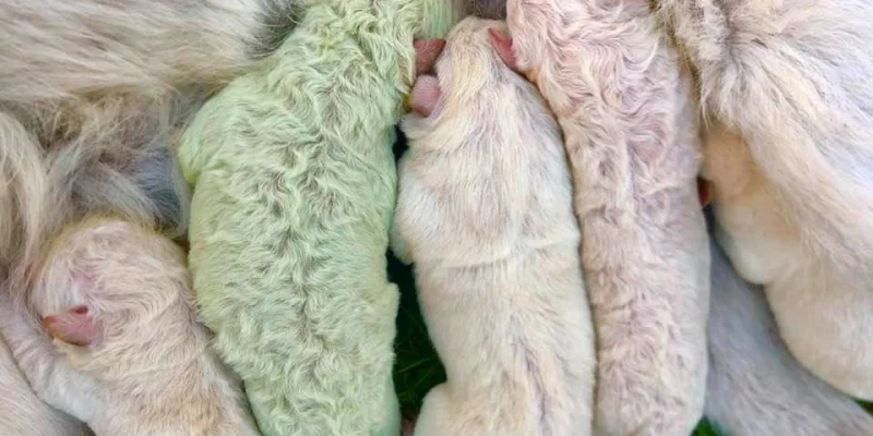 Italie. Un labrador vert est né.