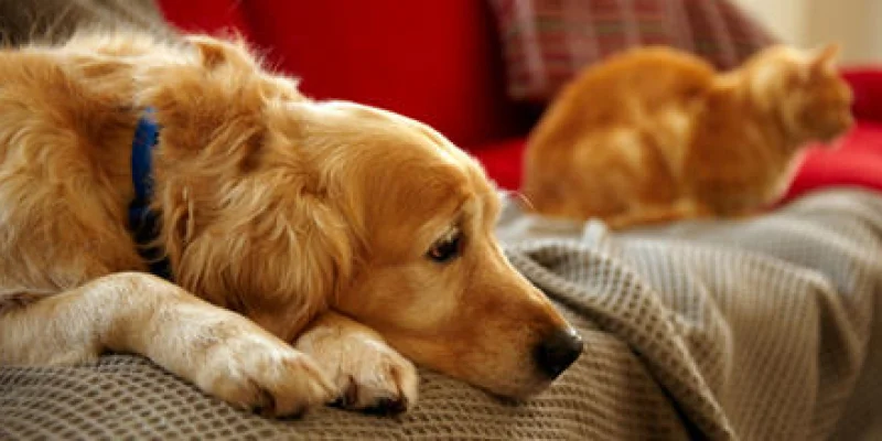 Quand nos animaux dépriment