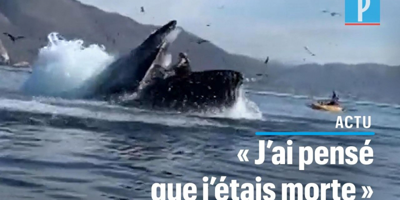 VIDÃO. Etats-Unis : deux kayakistes Â«avaléesÂ» par une baleine