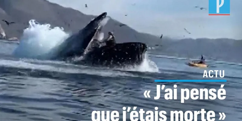 VIDÃO. Etats-Unis : deux kayakistes «avalées» par une baleine