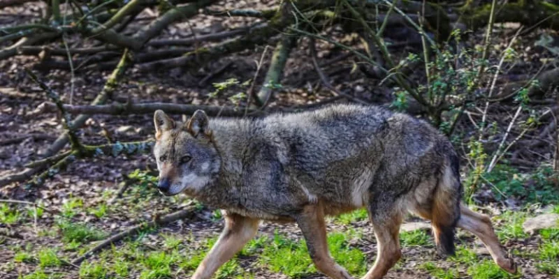 Deux-Sèvres : à Frontenay-Rohan-Rohan, les trois loups sont toujours en cavale