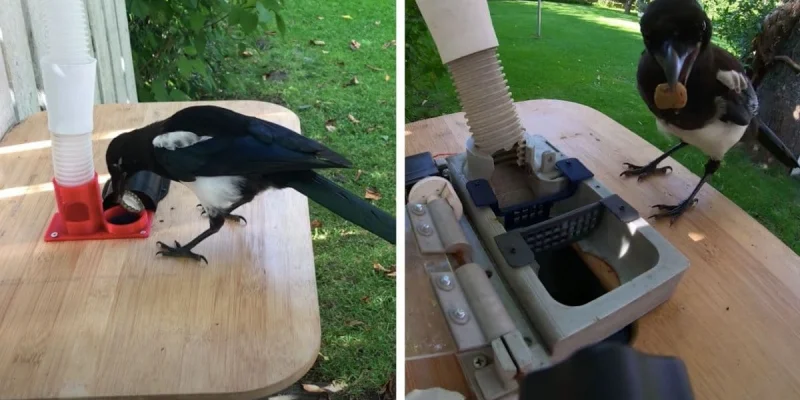 Cette folle invention permet aux pies d'échanger des déchets contre de la nourriture