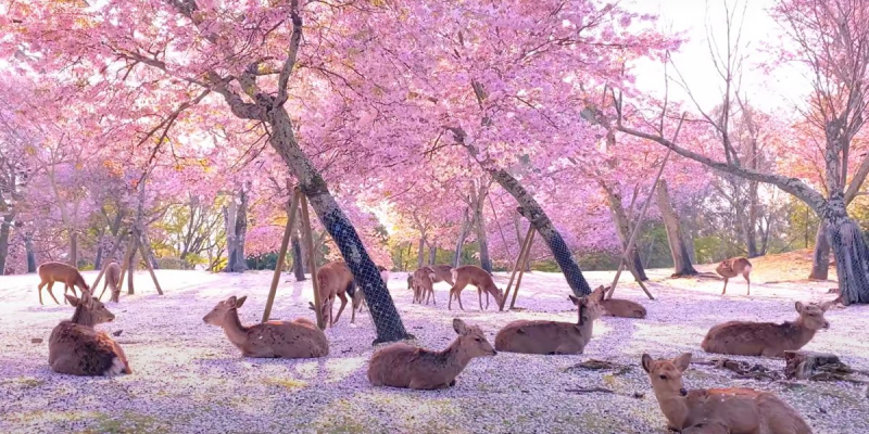 Les images féériques de cerfs se reposant sous des cerisiers en fleur au Japon