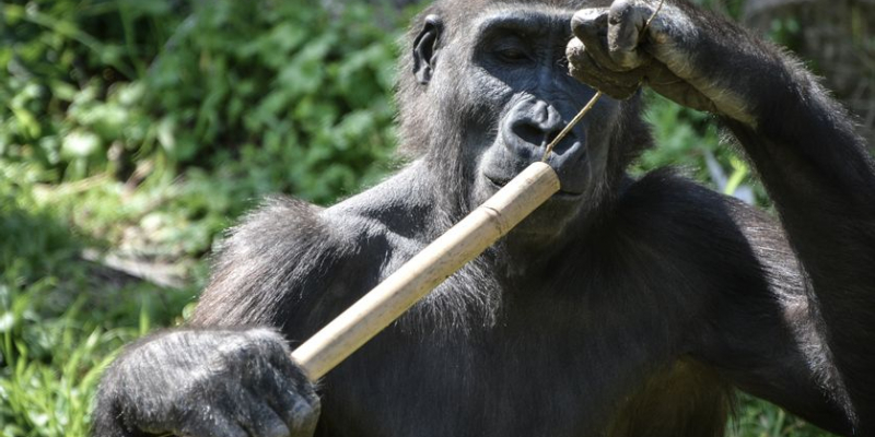 Animaux-hommes : "Notre intelligence n'est pas forcément la plus performante", selon une primatologue