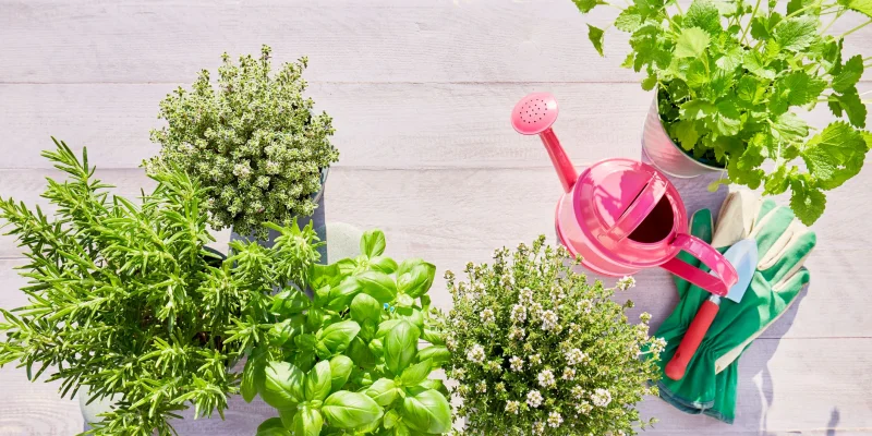 Les 7 erreurs les plus fréquentes à éviter avec les aromatiques