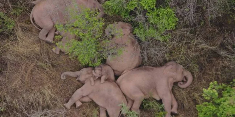 Un troupeau d'éléphants s'offre une sieste en pleine équipée, en Chine