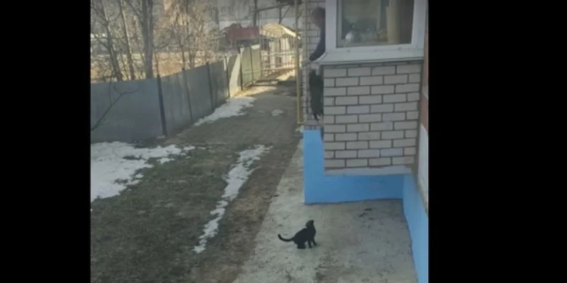 Un homme utilise un moyen original pour faire rentrer ses chats !