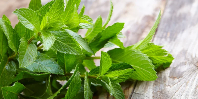 Comment conserver de la menthe fraîche ?