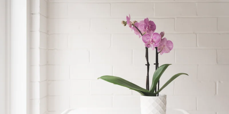 Orchidée : 15 erreurs à ne surtout pas commettre