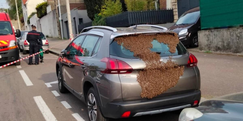 Une voiture prise pour cible par des milliers d’abeilles en Normandie