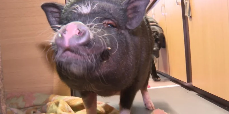 Une buraliste vend son bar et devient pédicure de cochons domestiques. 