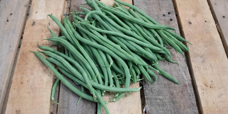 Haricot vert - GAEC Champ de la Lande