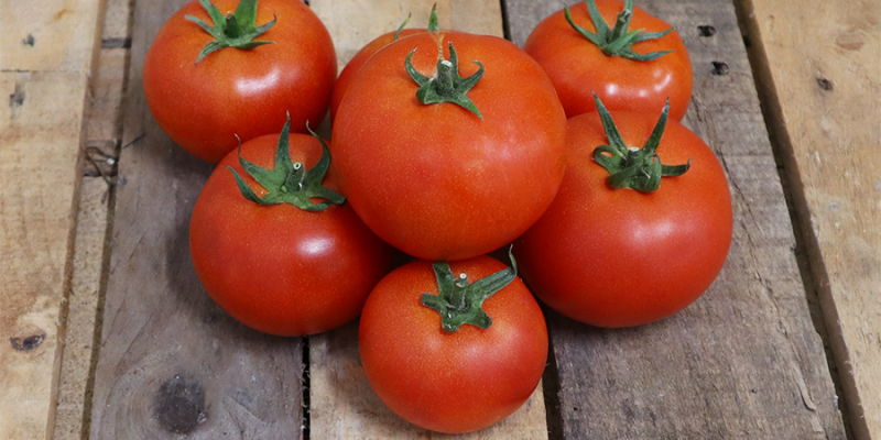 Tomate ronde - GAEC Champ de la Lande