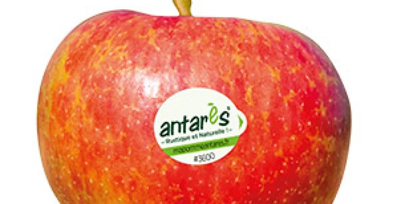 Dalinbel AntarèsÂ®
