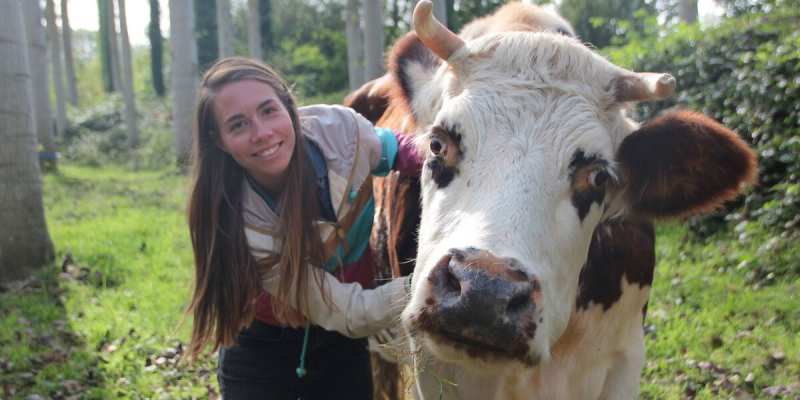 En Normandie, les séances de développement personnel avec des vaches cartonnent