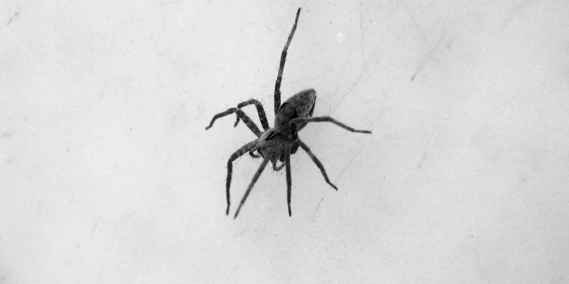 N'aspirez JAMAIS une araignée ! Voici l'erreur que tout le monde commet
