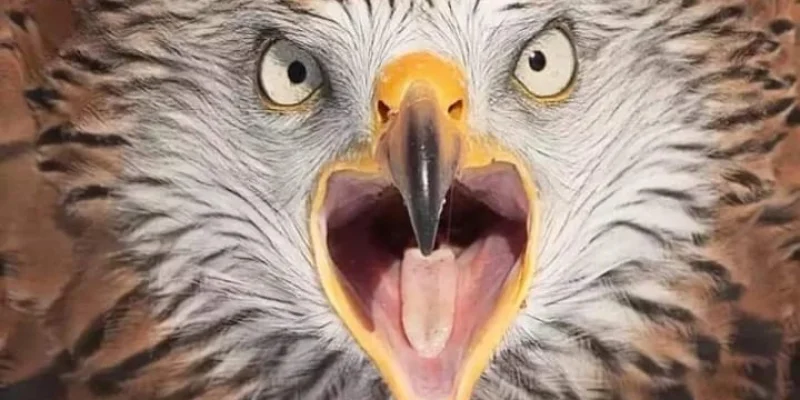 FORMATION ENERGETIQUE : auto-soins et communication avec les animaux totems (44)