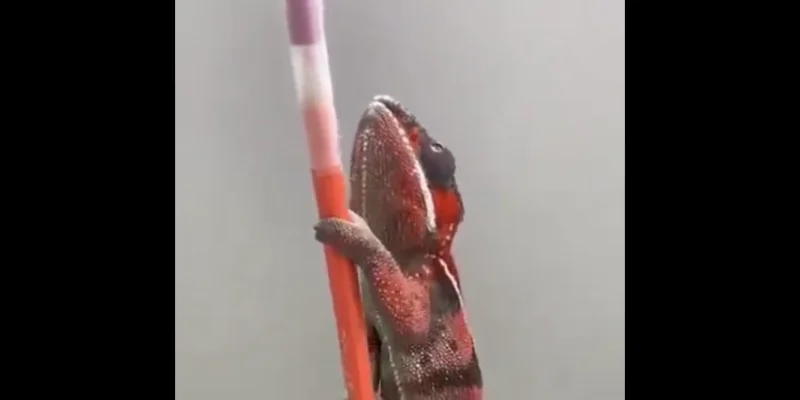 La capacité du caméléon à s'adapter aussi vite est impressionnante