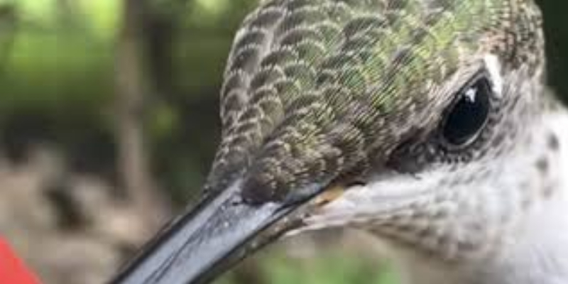 Superbe vidéo d’un colibri en plein déjeuner