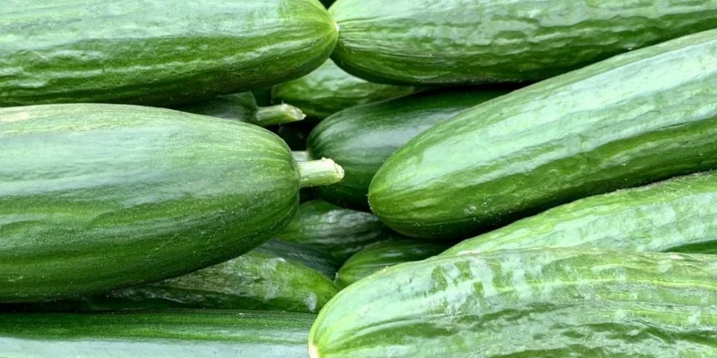 Quels sont les bienfaits du concombre ?