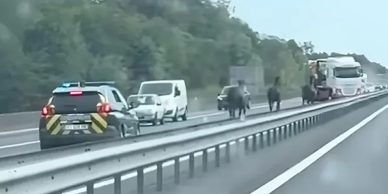 Insolite : rodéo improvisé, des chevaux sèment la zizanie sur une autoroute en Bretagne