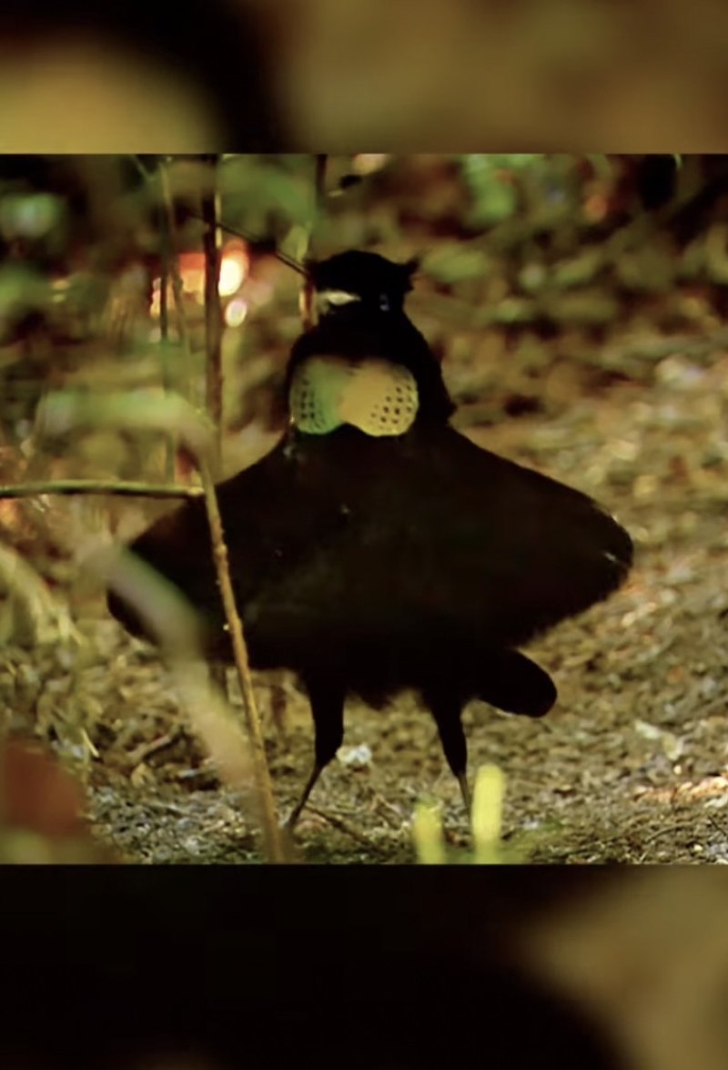 Super Bird-of-paradise : le ménage, la décoration, la séduction et l’arnaque