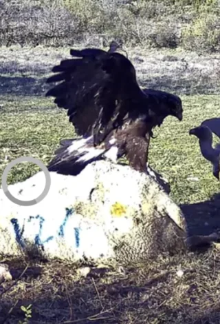 Oh ! La bande de rapaces…