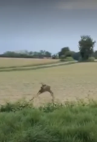 Insolite. La danse du chevreuil ivre filmée par la gendarmerie de Saône et Loire