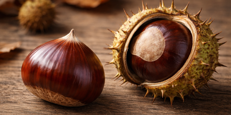 Quelle différence entre châtaigne et marron ?