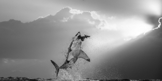 Un requin blanc à la chasse dans des clichés à couper le souffle | Lense