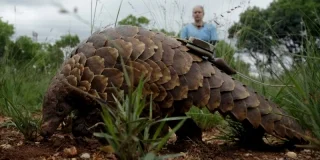 Le pangolin d'Afrique, mammifère le plus braconné du monde