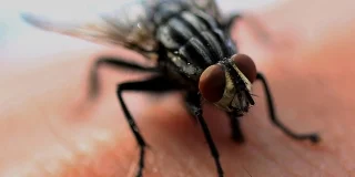 Pourquoi les mouches aiment tant se poser sur nous (et pas que de la patte gauche)