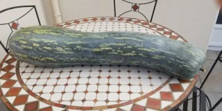 En Anjou, la pantagruélique découverte dans un jardin : une courgette d'un mètre de long et de 20 kilos
