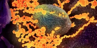 Ouest France. Le coronavirus peut survivre 28 jours sur un écran de smartphone ou un billet, selon une nouvelle étude