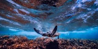 Regarder des documentaires sur la nature améliore le bien-être