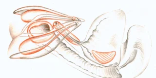 L'anatomie du clitoris figure dans nos manuels scolaires, mais depuisâ¦ 2019 !