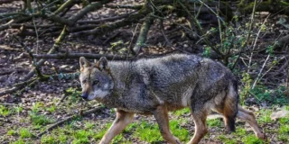 Deux-Sèvres : à Frontenay-Rohan-Rohan, les trois loups sont toujours en cavale