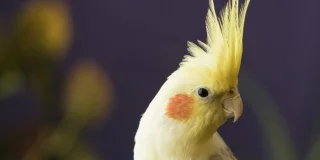 Dinosaures à plumes â Comportement aviaire