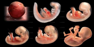 Le miracle de la vie (simulation 3D d'une grossesse)