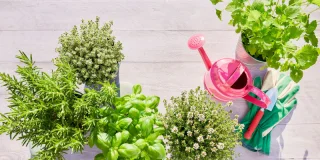 Les 7 erreurs les plus fréquentes à éviter avec les aromatiques