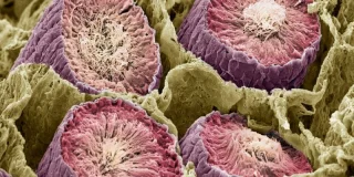 Nos cerveaux ont plus de choses en commun avec les testicules que vous ne le croyez