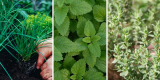 15 plantes aromatiques à faire pousser dans son jardin