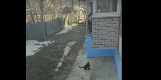 Un homme utilise un moyen original pour faire rentrer ses chats !