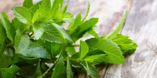 Comment conserver de la menthe fraîche ?